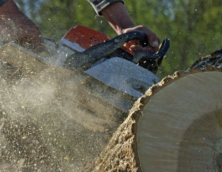 Removal of tree stump in the yard