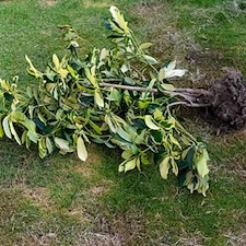 Emergency Shrub Removal in Framingham MA: Clearing Storm Damage Safely Thumbnail