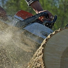 Stump Grinding vs. Stump Removal: Which Is Better for Your Yard? Thumbnail