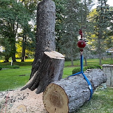 Do I Need a Permit to Remove a Tree in Marlborough? Thumbnail