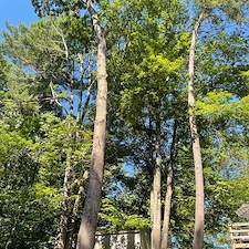 Tree Removal vs. Trimming: How to Know Which Your Yard Needs Thumbnail