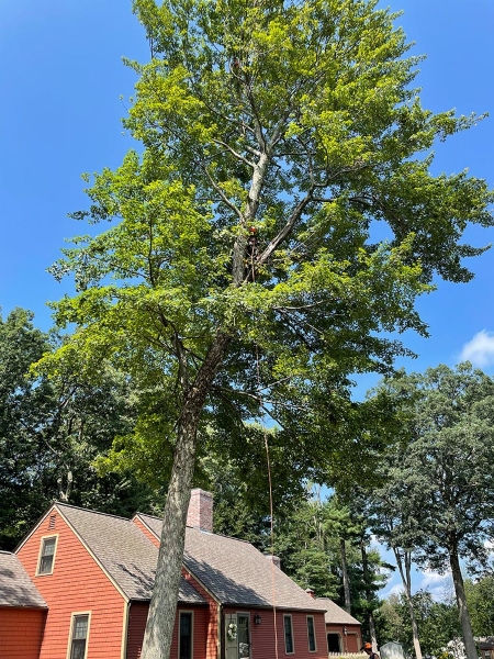 leaning oak with root plate lift in a Marlborough backyard after a storm